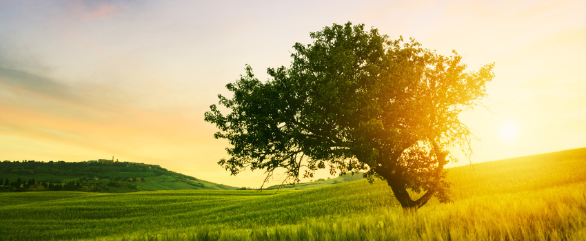 Tree with sunset and field in the background